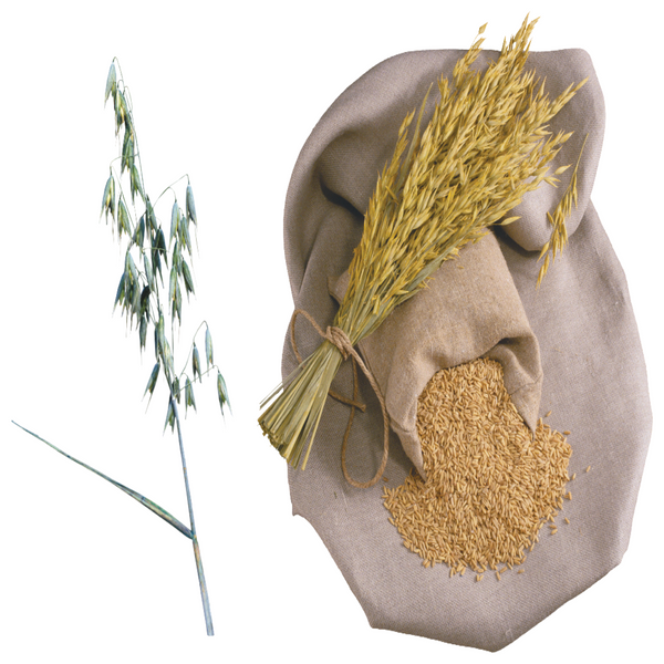 einkorn-berries-organic