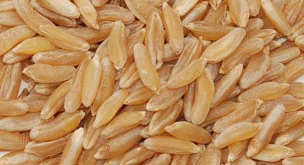 organic-khorasan-berries