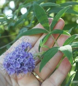 VITEX BENEFITS