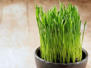 WHEATGRASS BENEFITS